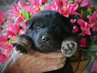 Happy Days litter - 4 weeks old - Potsie2