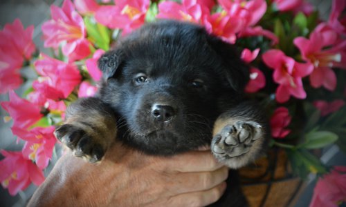 Happy Days litter - 4 weeks old - Potsie2