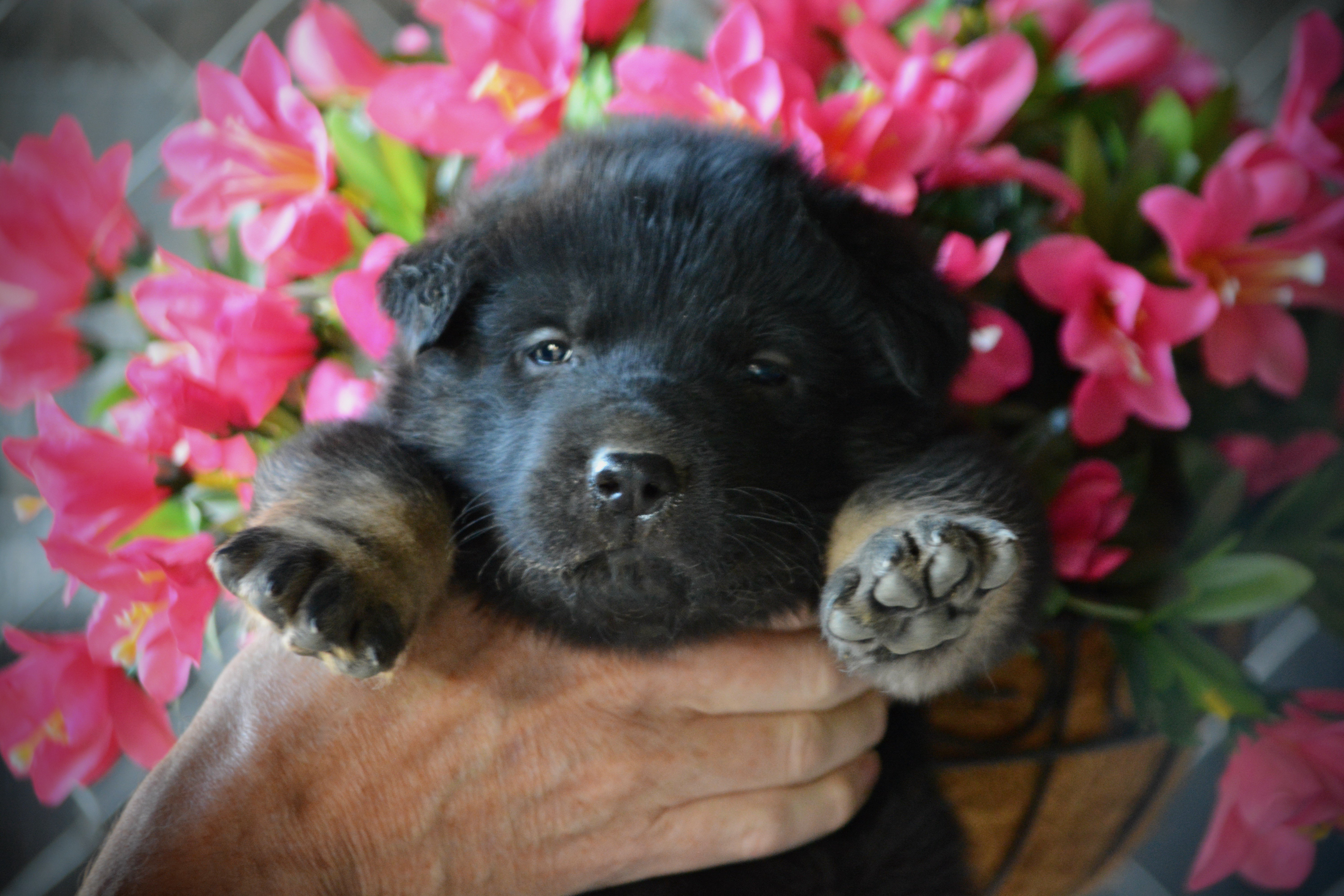 Happy Days litter - 4 weeks old - Potsie2