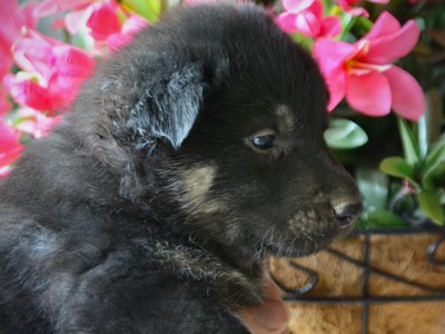 Happy Days litter - 4 weeks old - Joanie1