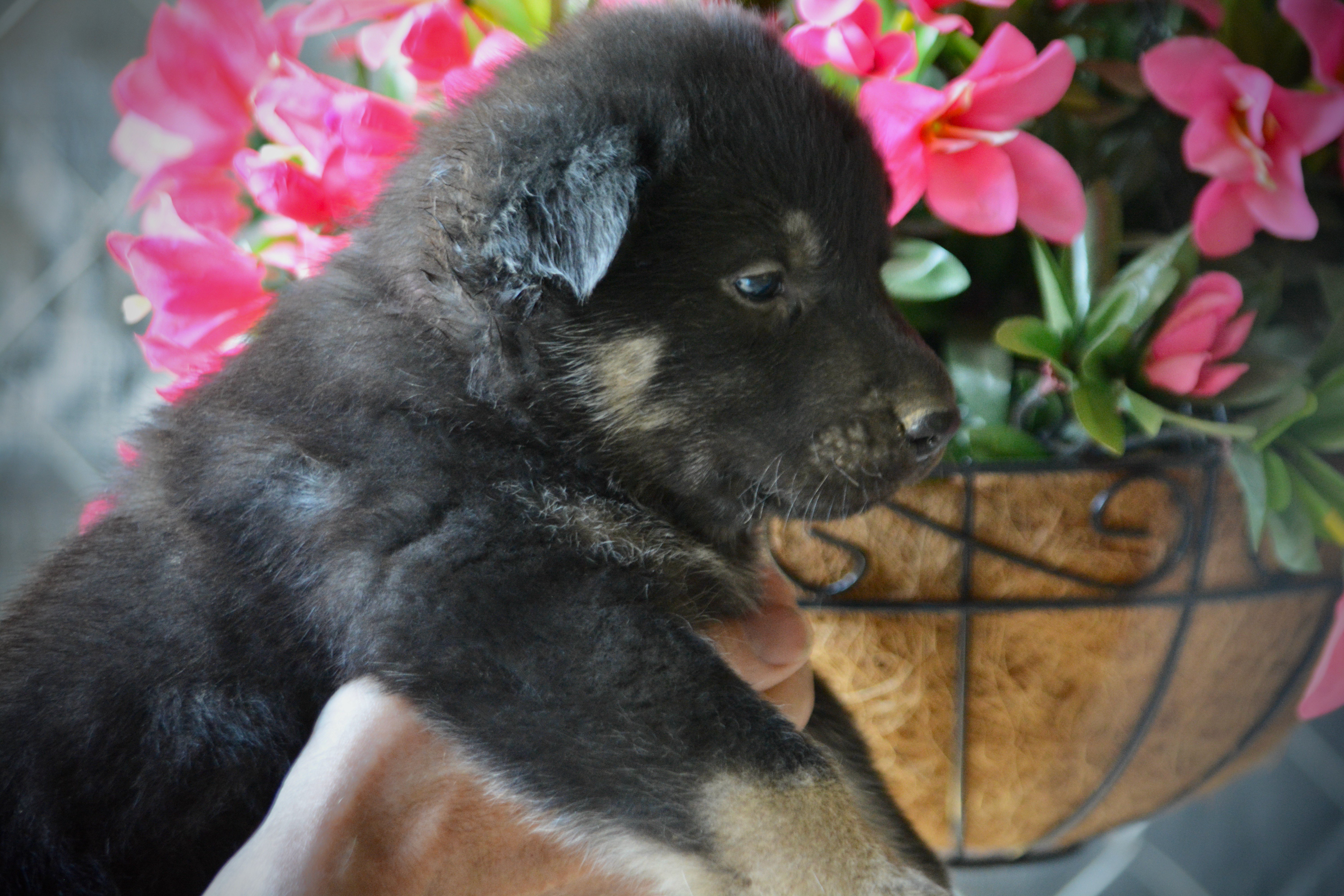 Happy Days litter - 4 weeks old - Joanie1