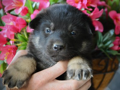 Happy Days litter - 4 weeks old - Joanie2