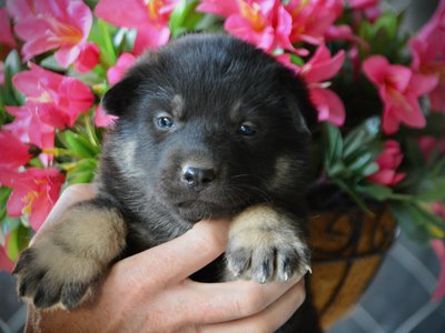 Happy Days litter - 4 weeks old - Joanie2