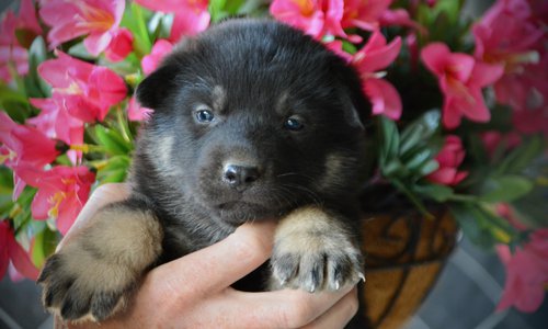 Happy Days litter - 4 weeks old - Joanie2