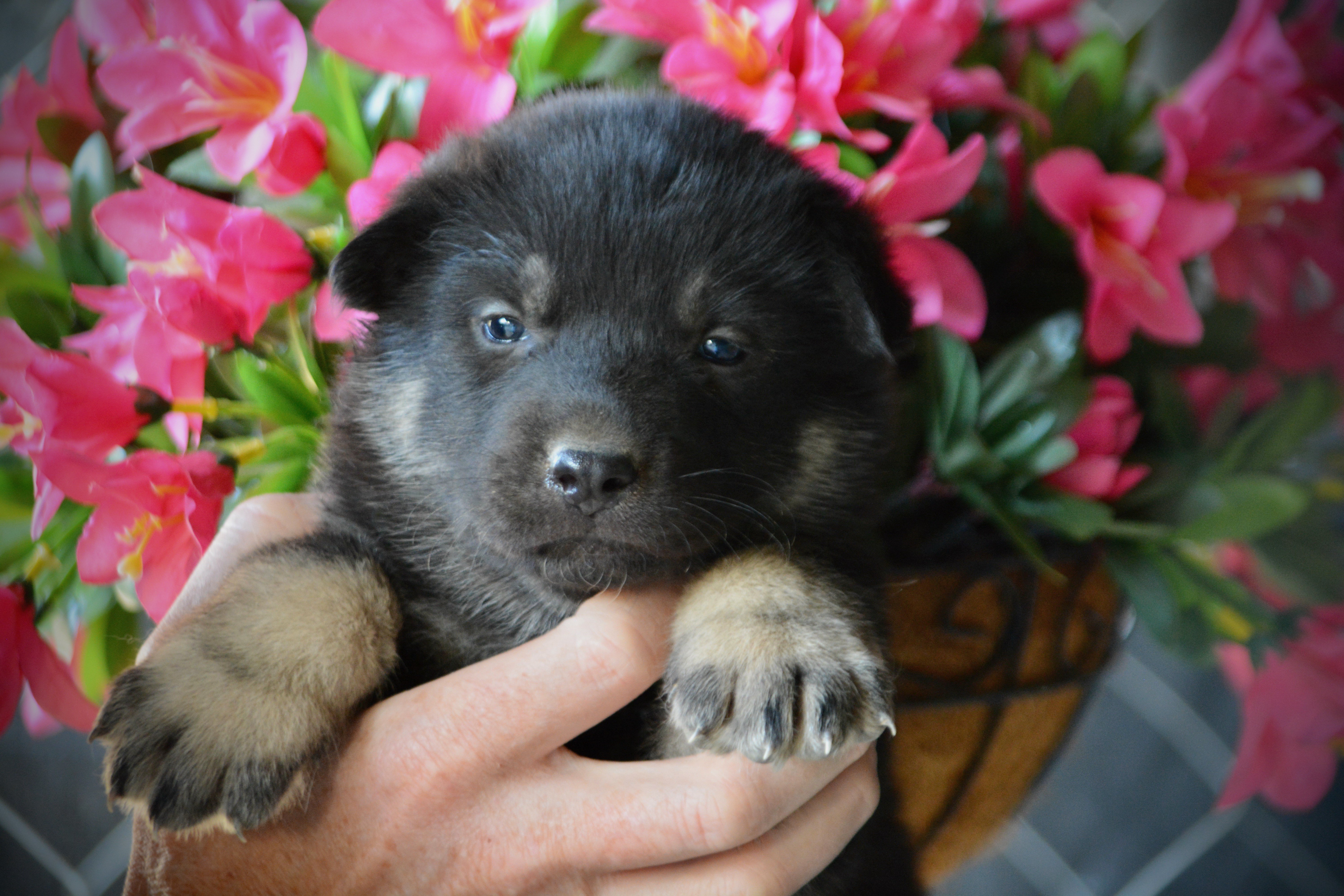 Happy Days litter - 4 weeks old - Joanie2