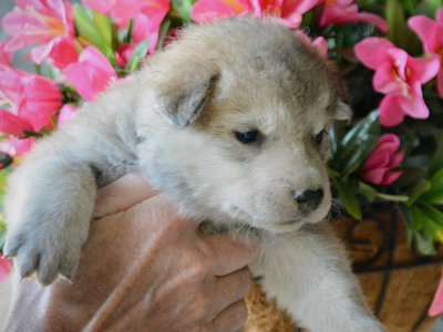 Happy Days litter - 4 weeks old - Healther1
