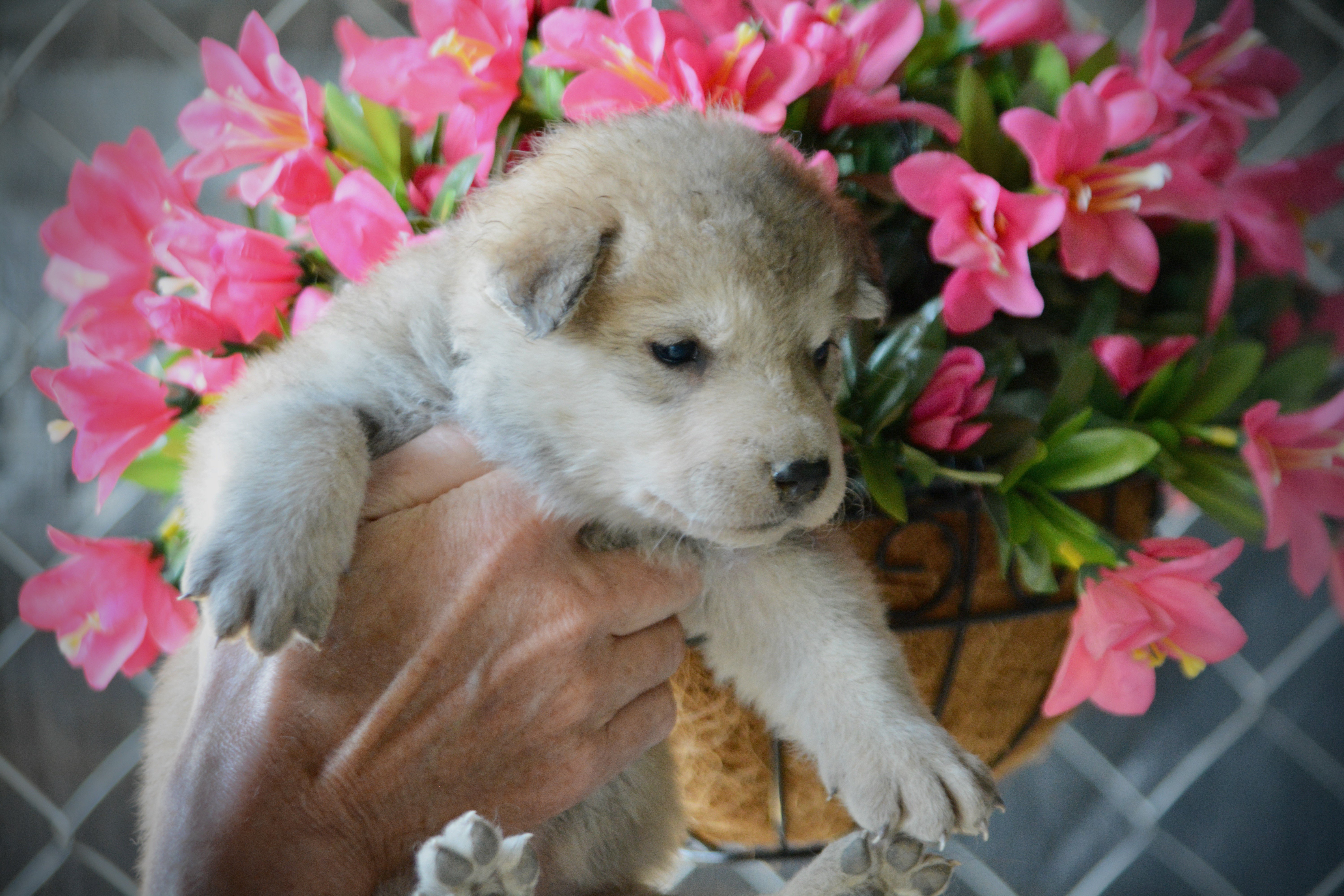 Happy Days litter - 4 weeks old - Healther1
