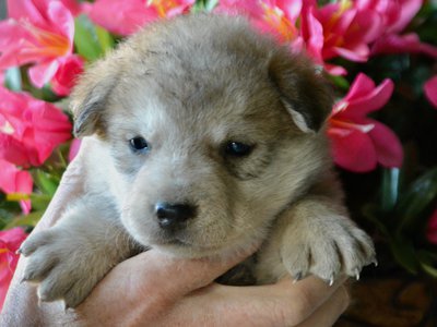 Happy Days litter - 4 weeks old - Heather2