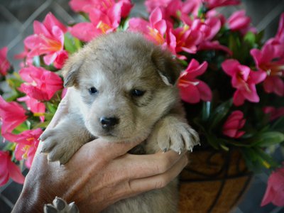 Happy Days litter - 4 weeks old - Heather2