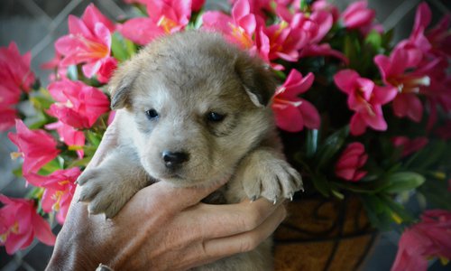 Happy Days litter - 4 weeks old - Heather2