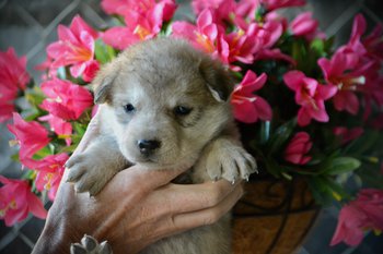 Happy Days litter - 4 weeks old - Heather2