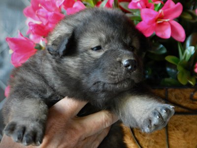 Happy Days litter - 4 weeks old - Lori Beth1