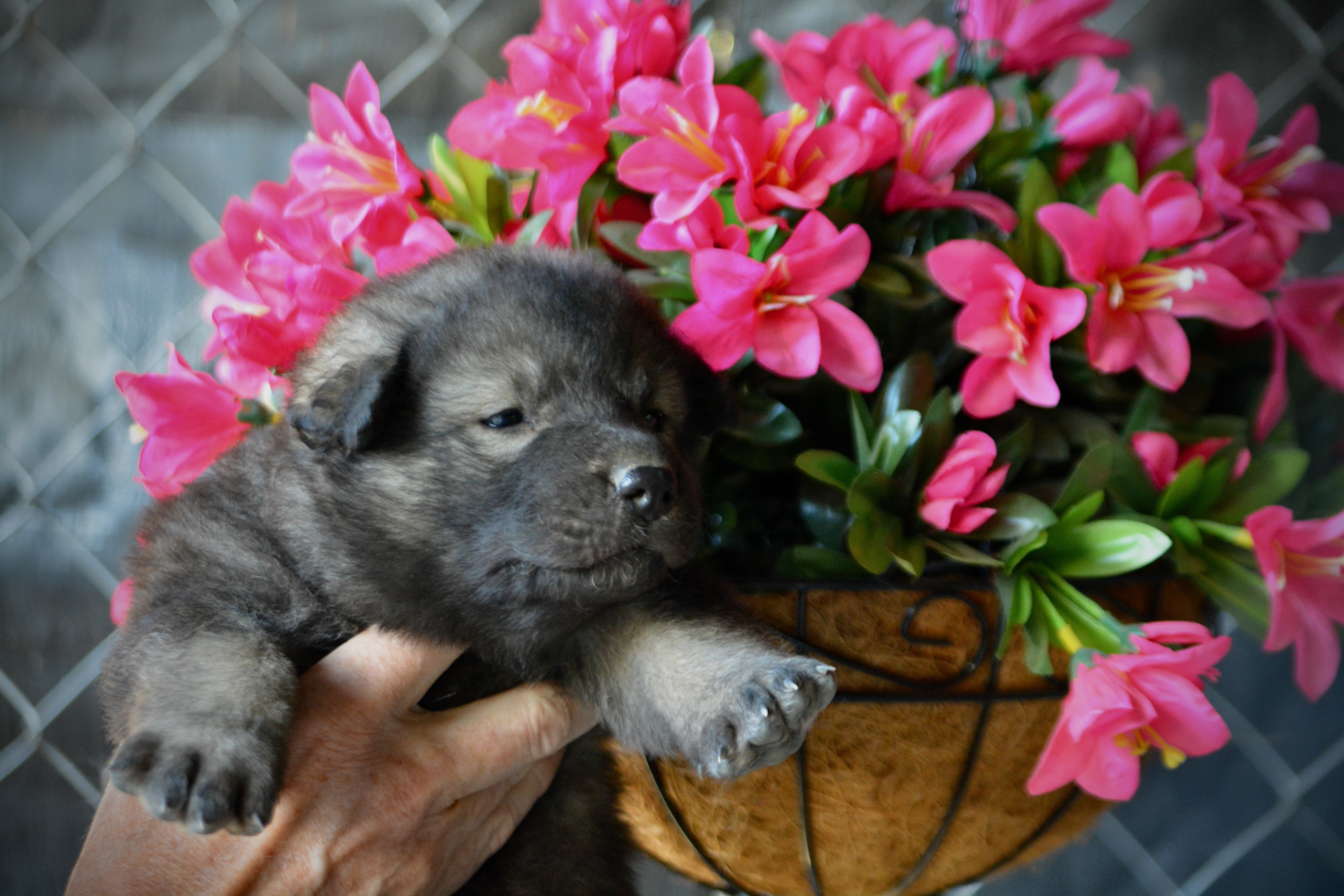 Happy Days litter - 4 weeks old - Lori Beth1