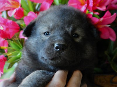 Happy Days litter - 4 weeks old - Lori Beth2