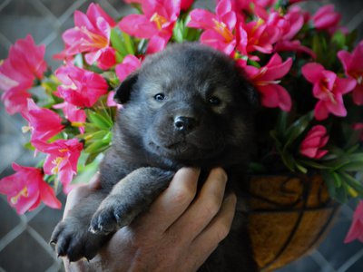 Happy Days litter - 4 weeks old - Lori Beth2