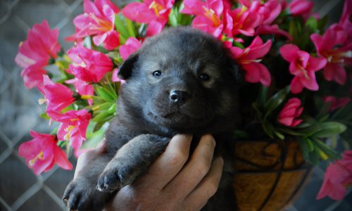 Happy Days litter - 4 weeks old - Lori Beth2