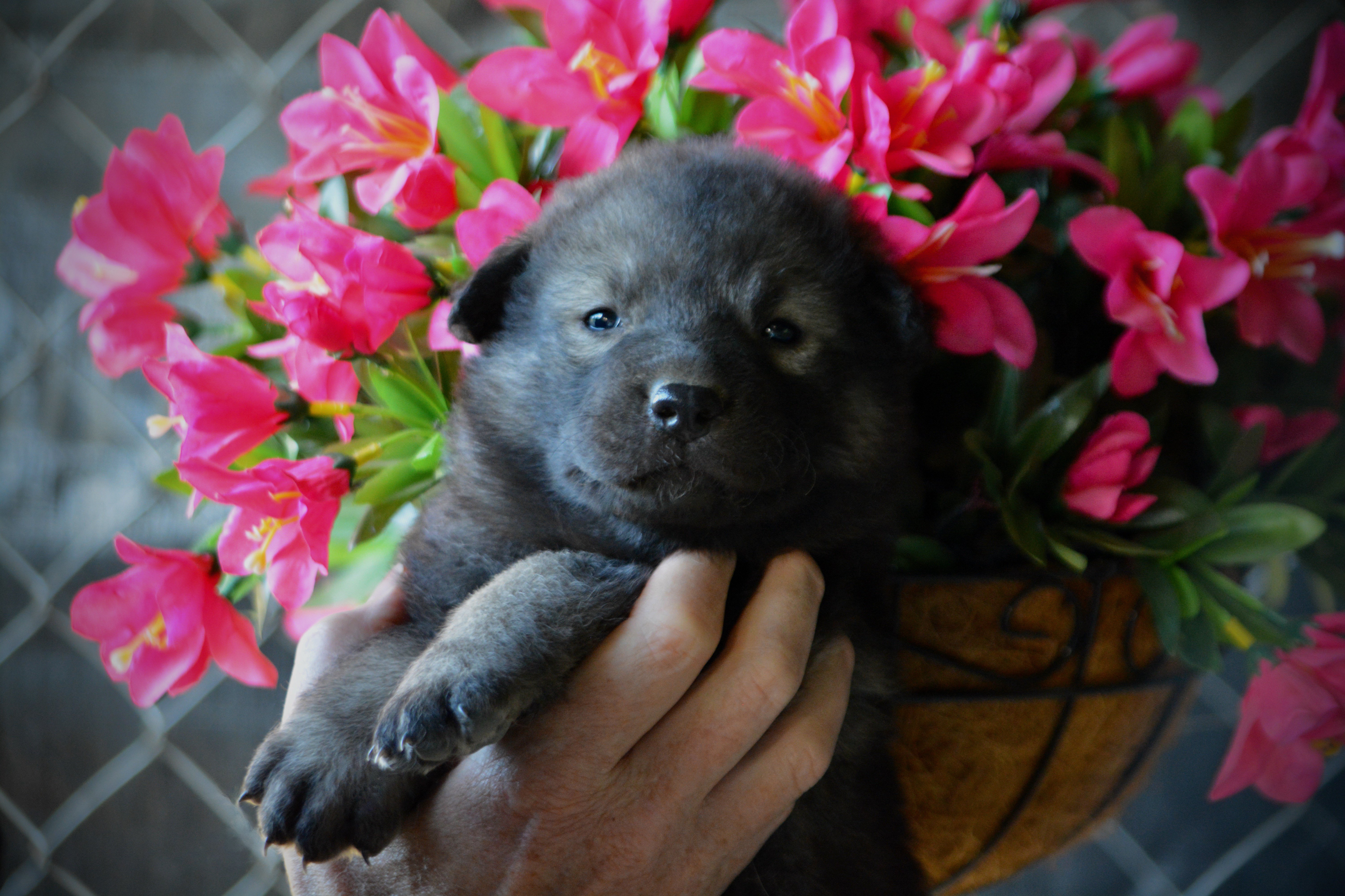 Happy Days litter - 4 weeks old - Lori Beth2