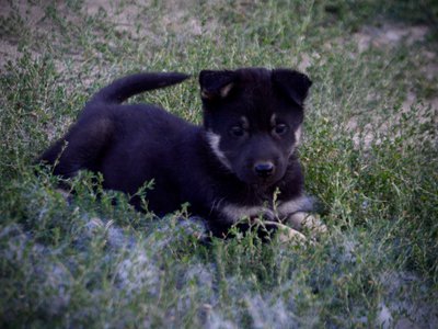 Happy Days Litter - 5 weeks old - Joanie - down in grass