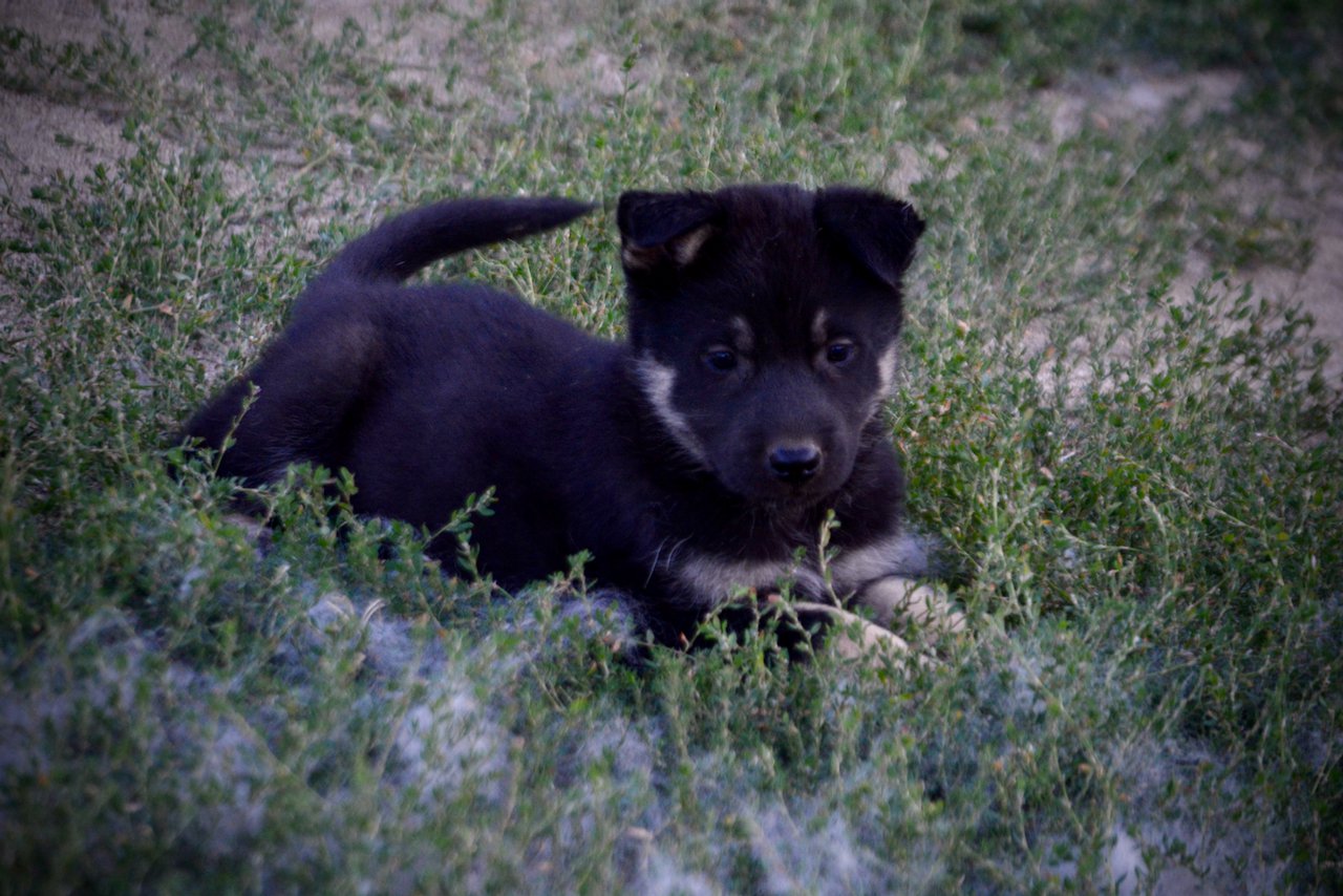 Happy Days Litter - 5 weeks old - Joanie - down in grass