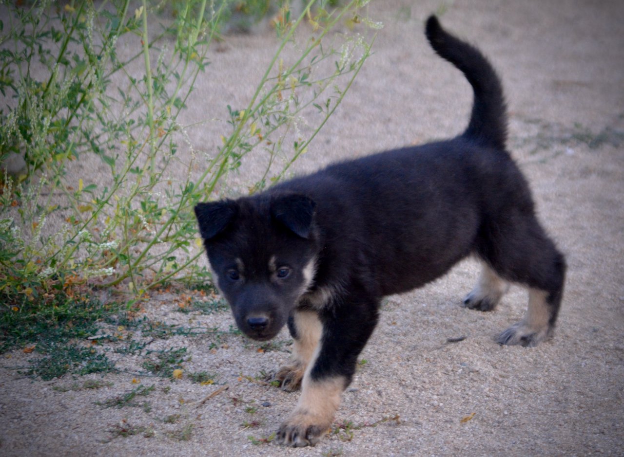 Happy Days Litter - 5 weeks old - Joanie - walking forward head down