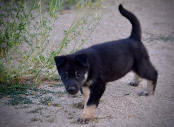 Happy Days Litter - 5 weeks old - Joanie - walking forward head down