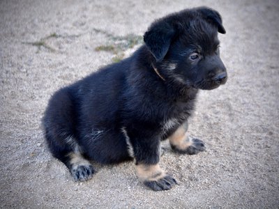 Happy Days Litter - 5 weeks old - Potsie - sitting