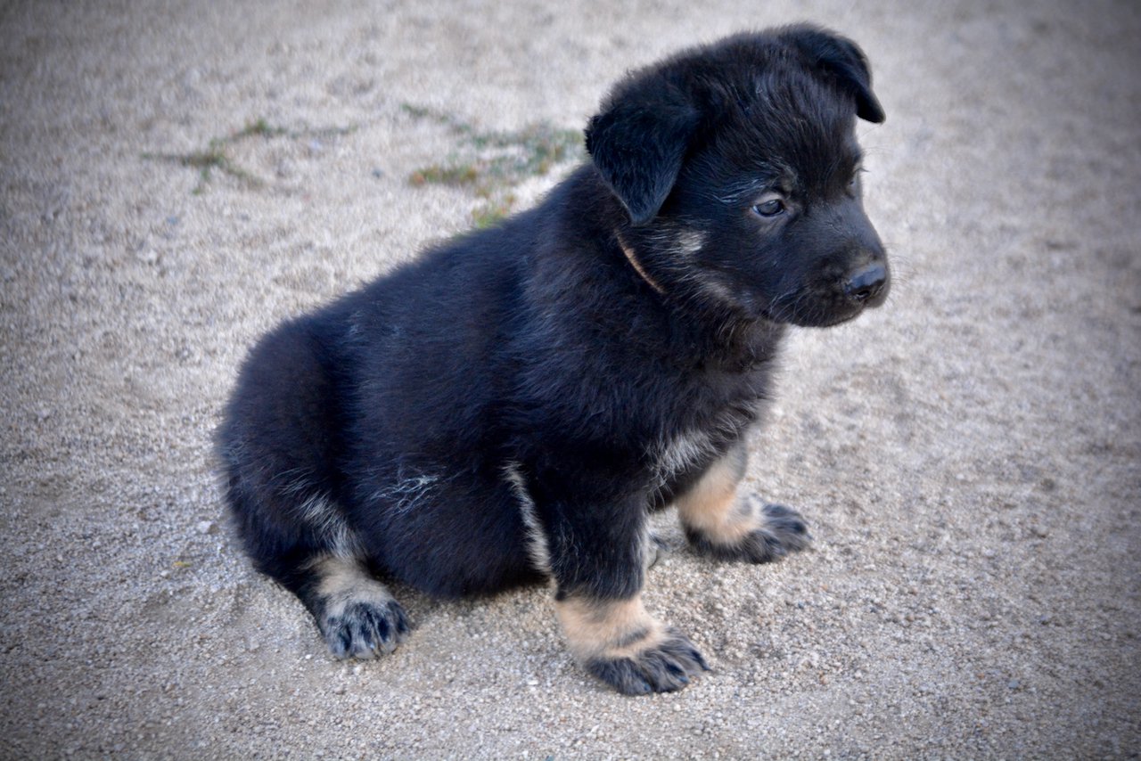 Happy Days Litter - 5 weeks old - Potsie - sitting
