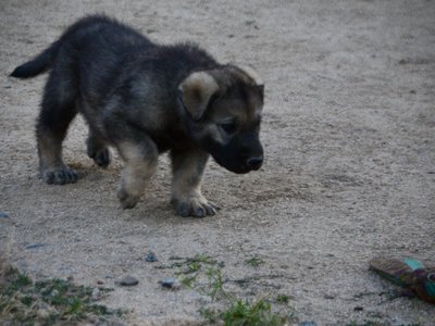 Happy Days Litter - 5 weeks old - Richie - walking head down