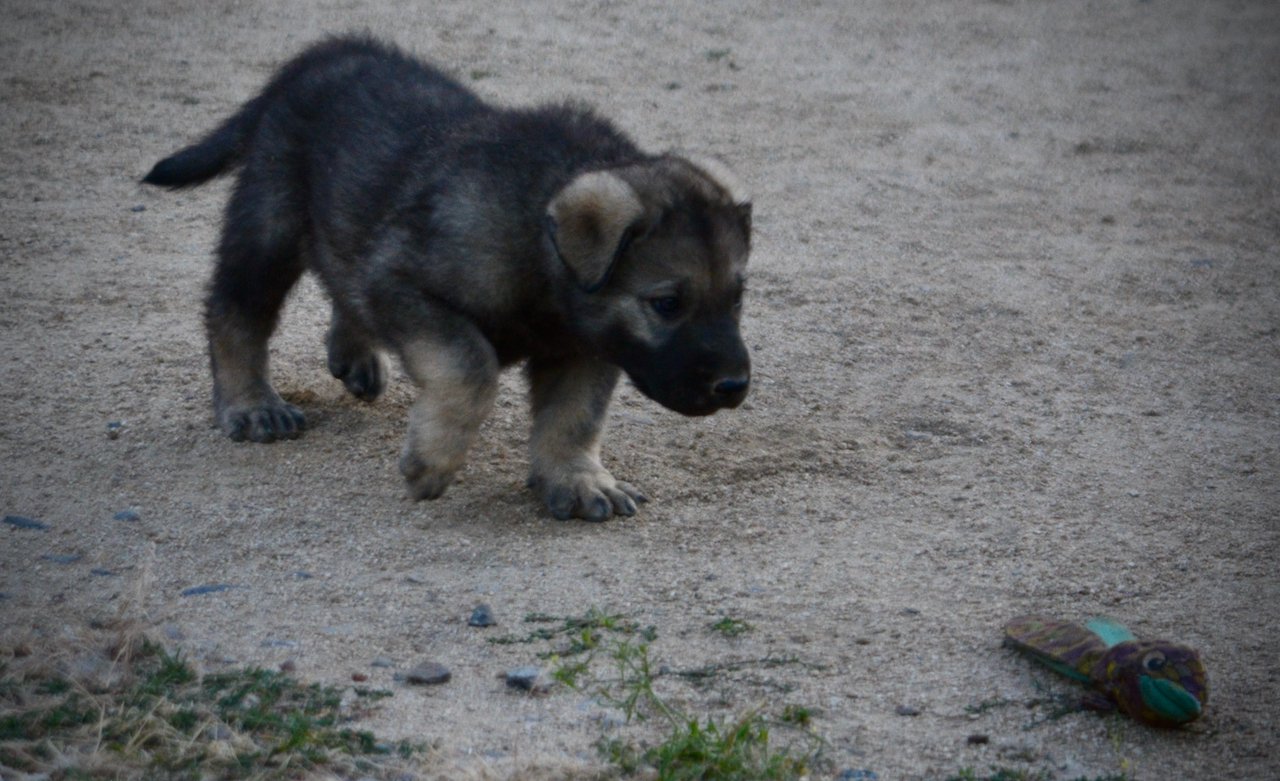 Happy Days Litter - 5 weeks old - Richie - walking head down