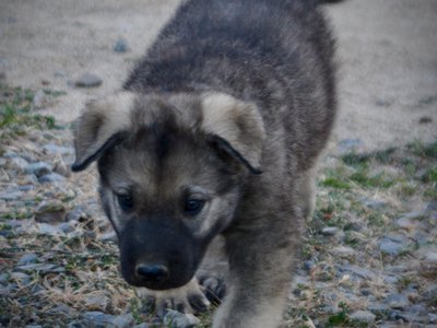 Happy Days Litter - 5 weeks old - Richie - walking forward head down