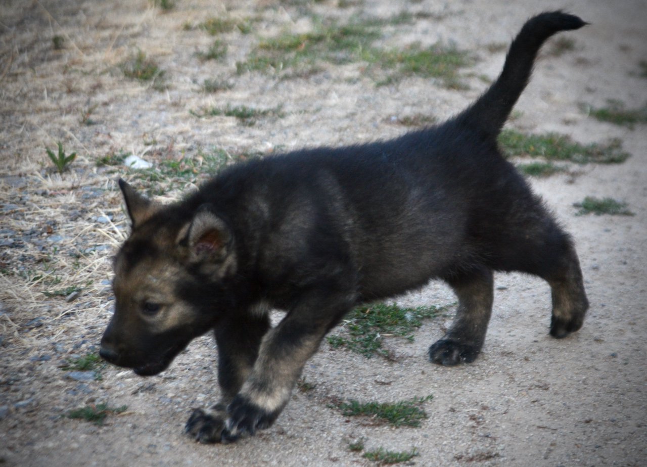 Happy Days Litter - 5 weeks old - Ralph - running left