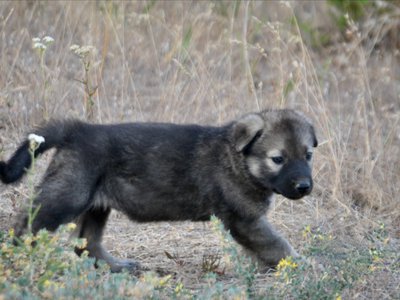 Happy Days Litter - 5 weeks old - Jenny - walking right straight back