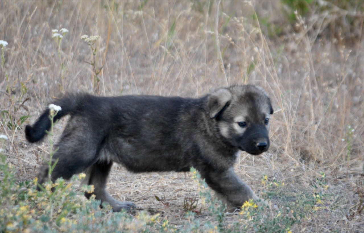 Happy Days Litter - 5 weeks old - Jenny - walking right straight back