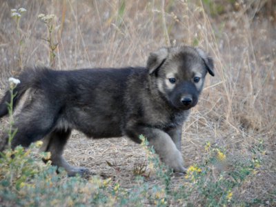 Happy Days Litter - 5 weeks old - Jenny - walking pretty right