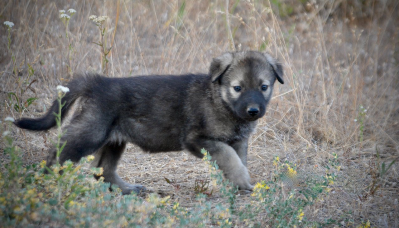 Happy Days Litter - 5 weeks old - Jenny - walking pretty right
