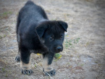 Happy Days Litter - 5 weeks old - Potsie - standing