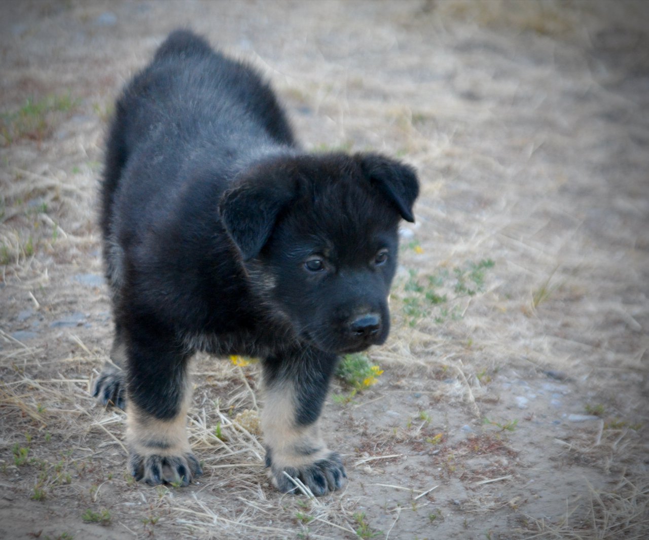 Happy Days Litter - 5 weeks old - Potsie - standing
