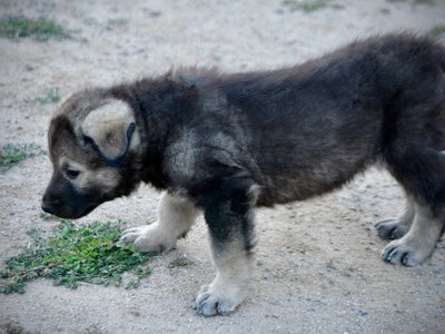 Happy Days Litter - 5 weeks old - Lori Beth - standing sideways