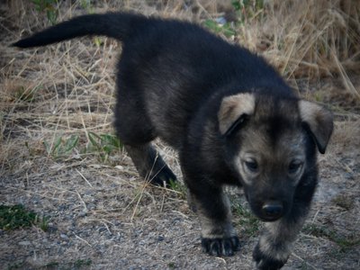 Happy Days Litter - 5 weeks old - Ralph - walking forward1