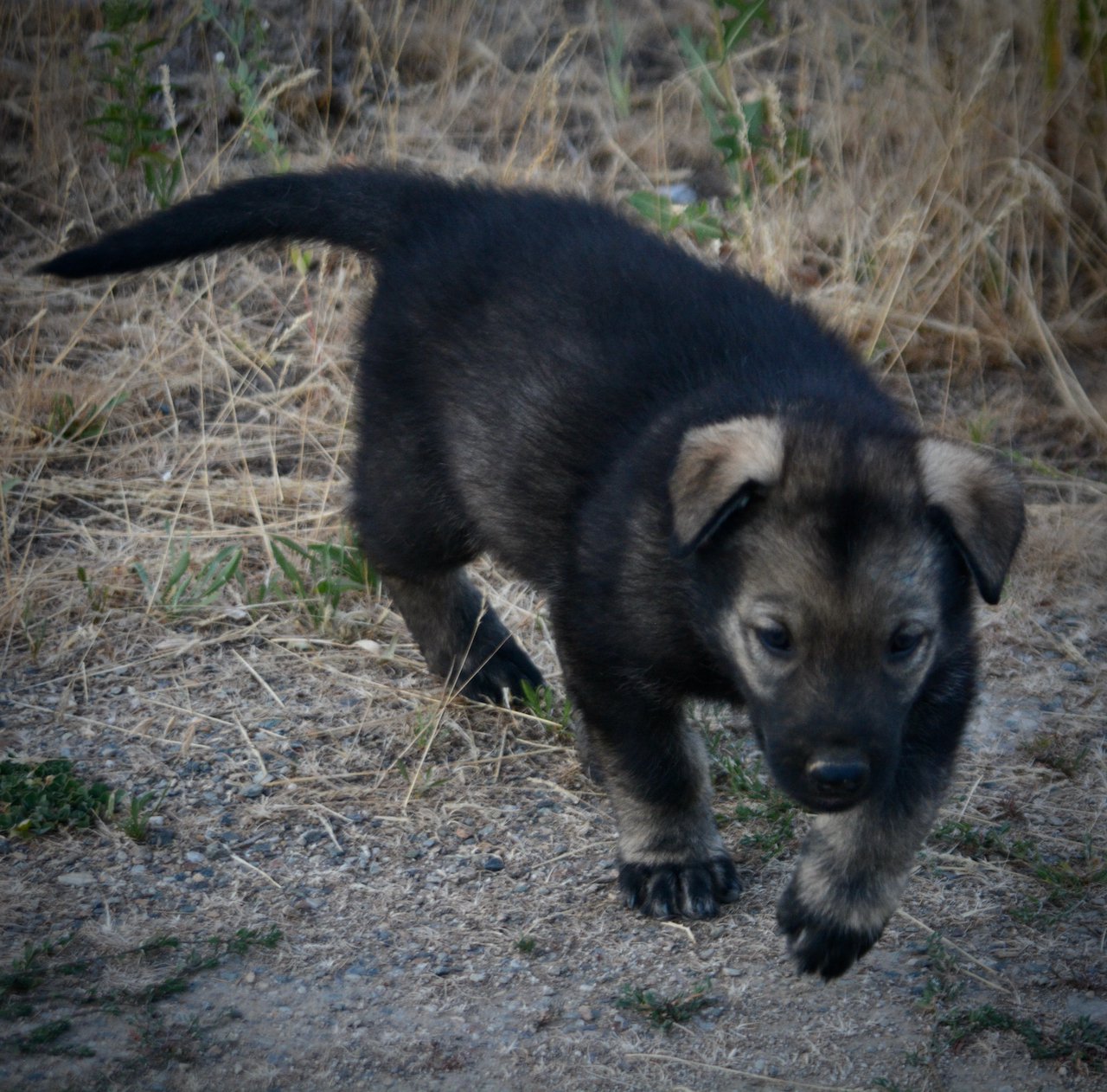 Happy Days Litter - 5 weeks old - Ralph - walking forward1
