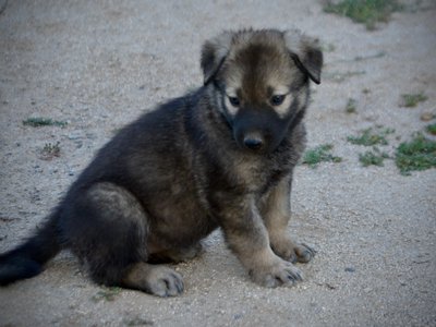 Happy Days Litter - 5 weeks old - Jenny - sitting