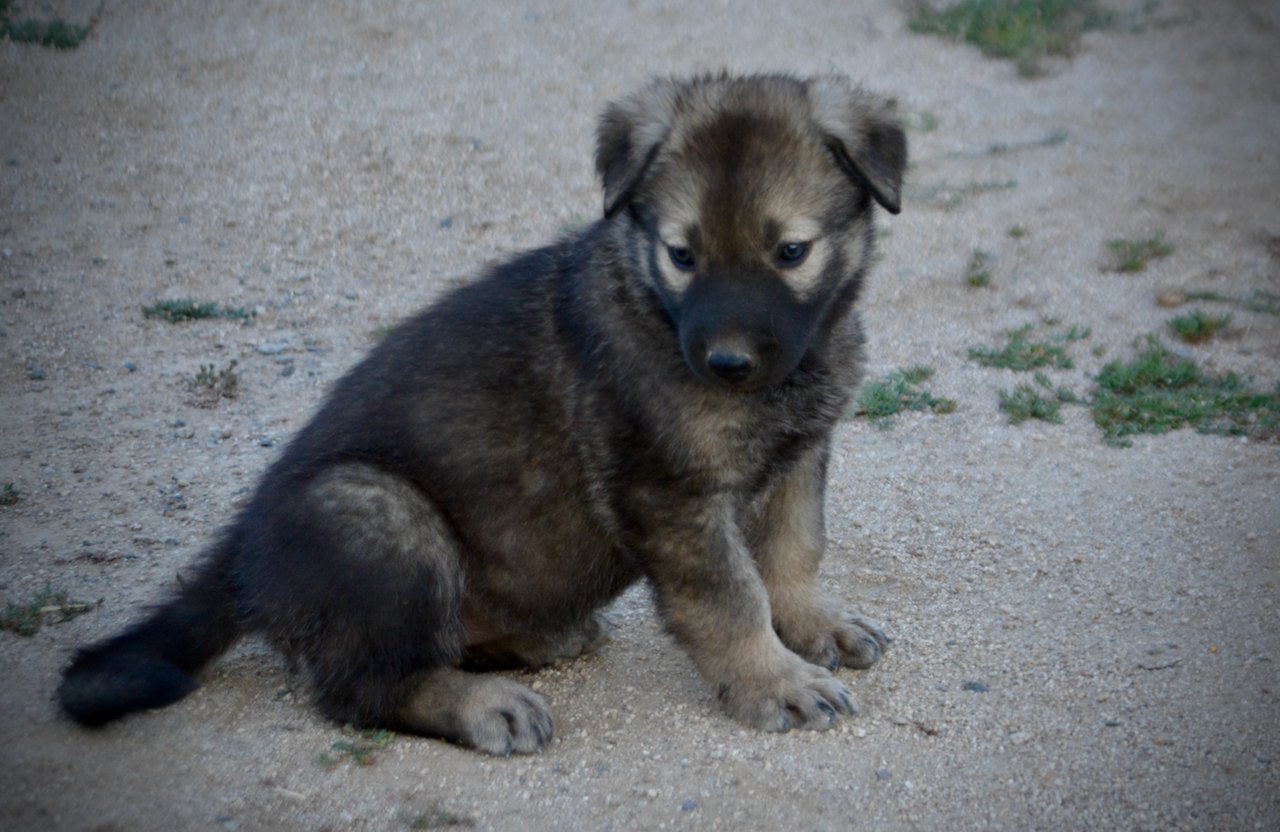 Happy Days Litter - 5 weeks old - Jenny - sitting