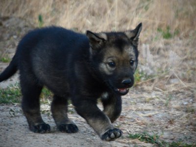 Happy Days Litter - 5 weeks old - Ralph - cute running right