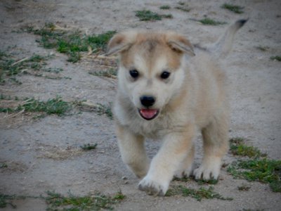 Happy Days Litter - 5 weeks old - Heather - trotting forward