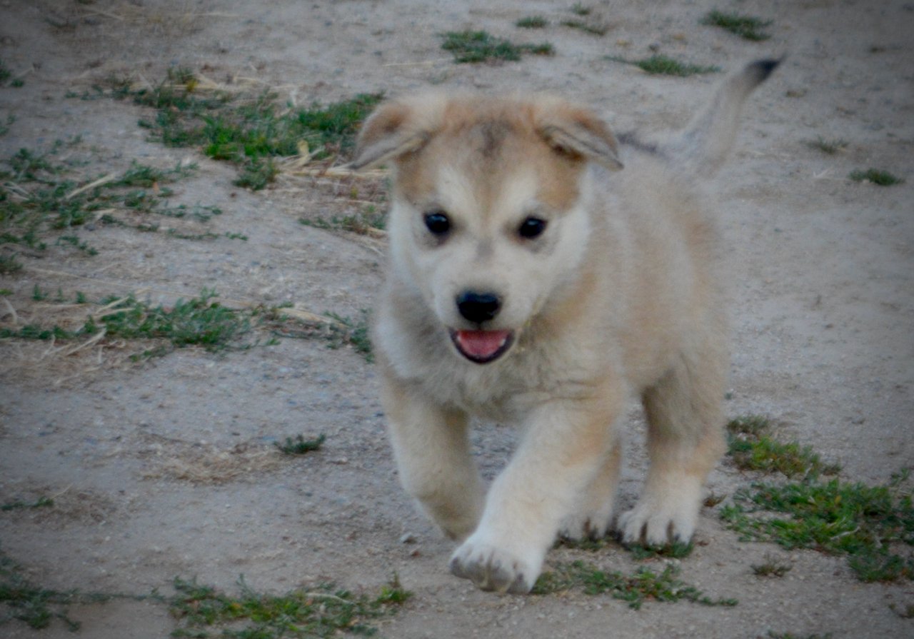 Happy Days Litter - 5 weeks old - Heather - trotting forward