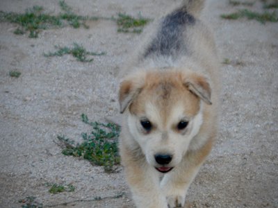 Happy Days Litter - 5 weeks old - Heather - walking forward