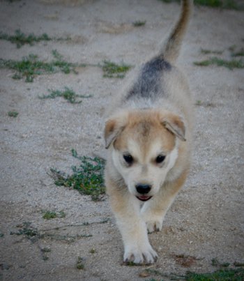 Happy Days Litter - 5 weeks old - Heather - walking forward