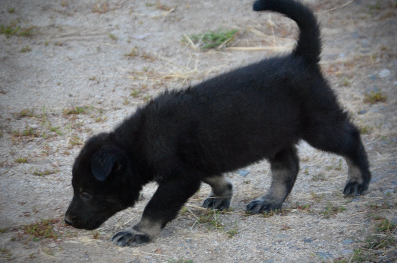 Happy Days Litter - 5 weeks old - Chachi - walking left