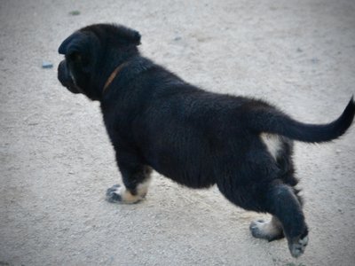 Happy Days Litter - 5 weeks old - Potsie - walking away left