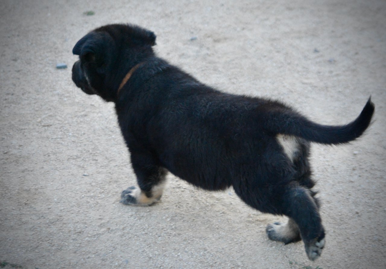 Happy Days Litter - 5 weeks old - Potsie - walking away left